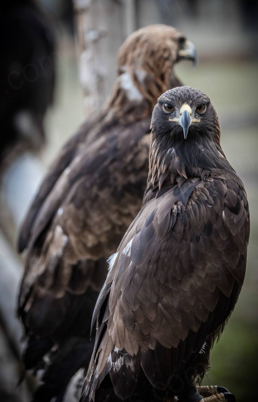 Nomad Games Kyrgyzstan